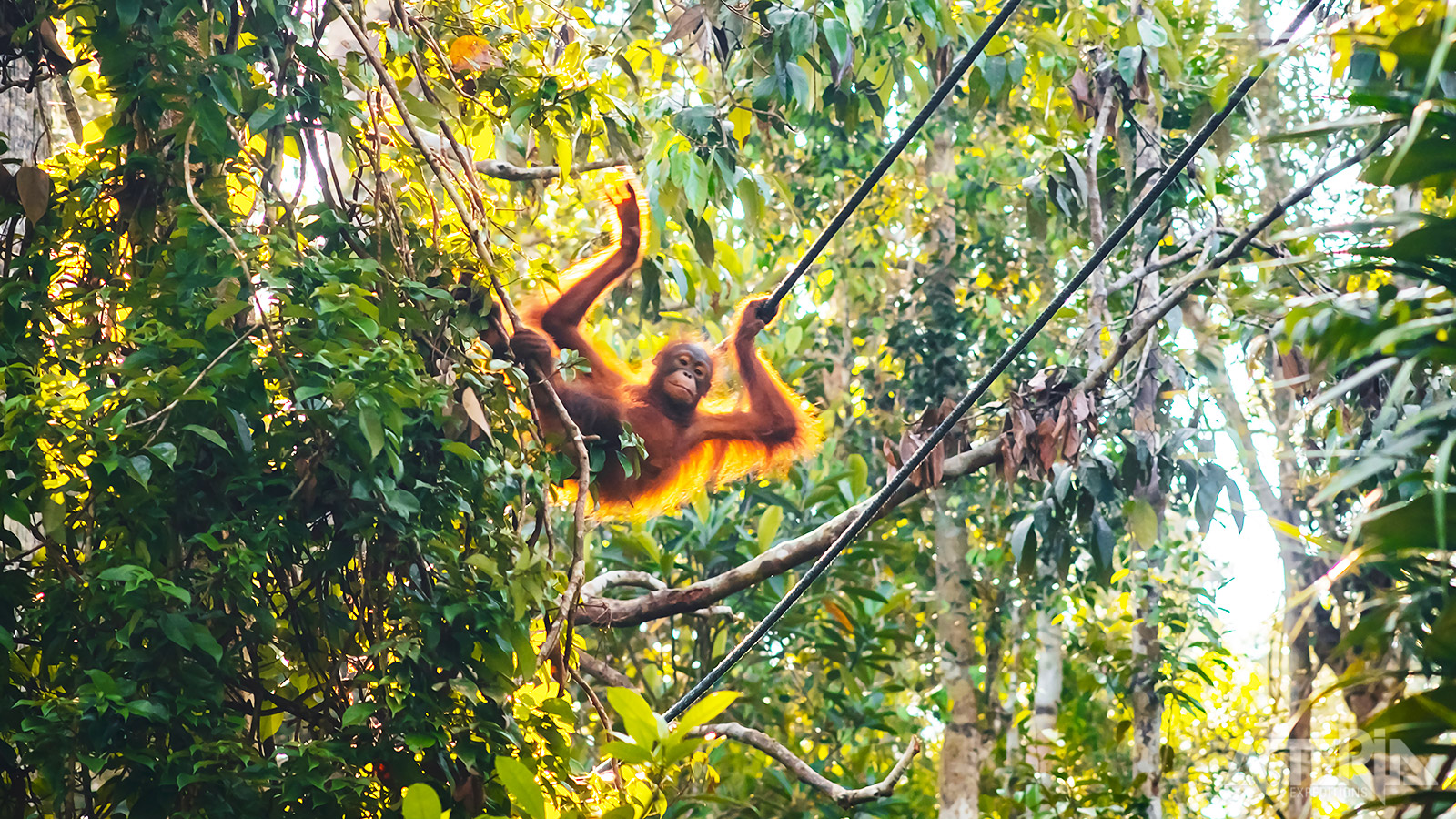 Het Serenggoh Orangutan Centre werd gesticht in 1975 als rehabilitatiecentrum voor gewonde, wees- of illegaal gehouden orang-oetans