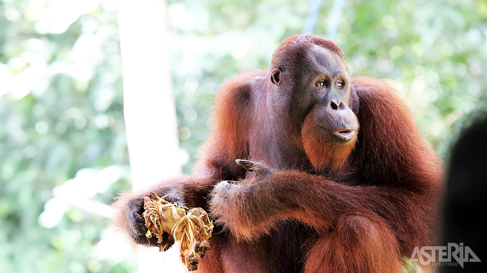 Inmiddels zijn de meeste dieren vrijgelaten en leven nu grotendeels in het wild binnen het reservaat