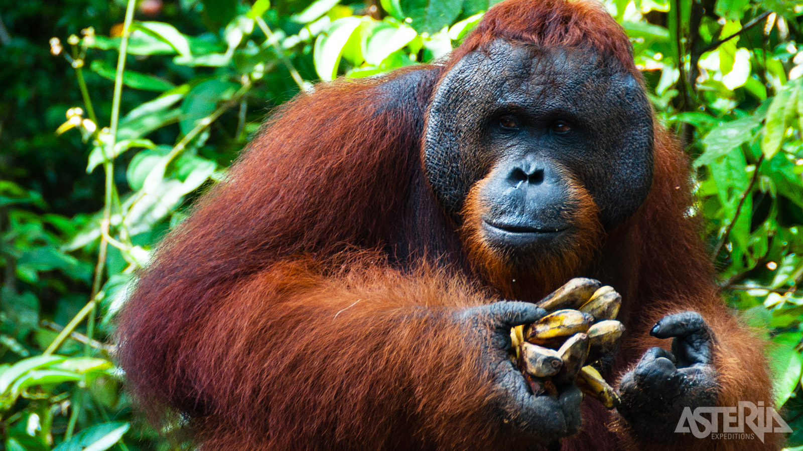 In het Semenggoh Orangutan Centre vind je halfwilde orang-oetans in hun natuurlijke omgeving