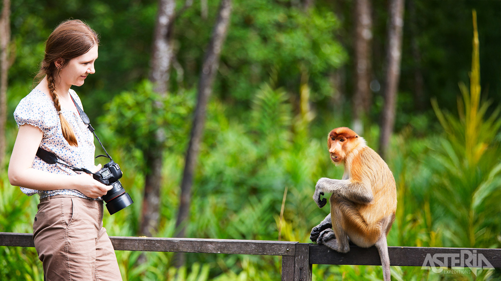 In tegenstelling tot mannelijke dieren heeft de vrouwelijke neusaap een meer bescheiden neus