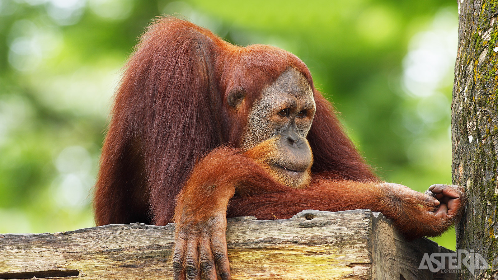 Oog in oog met de orang-oetans in het Semenggoh Orangutan Centre
