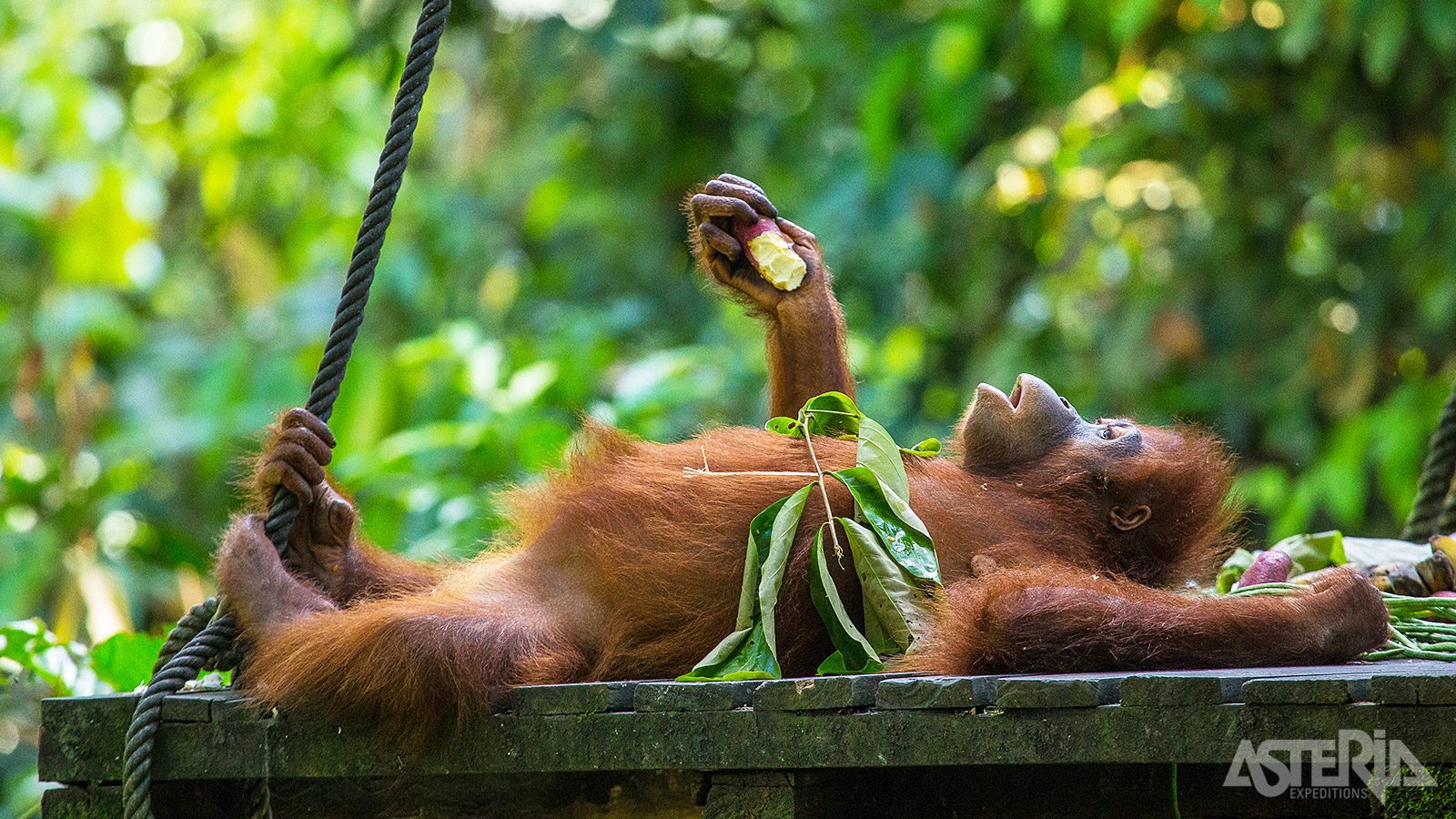 In het Sepilok Orang Utan Rehabilitation Centre maak je een wandeling door het regenwoud en kan je de dieren observeren
