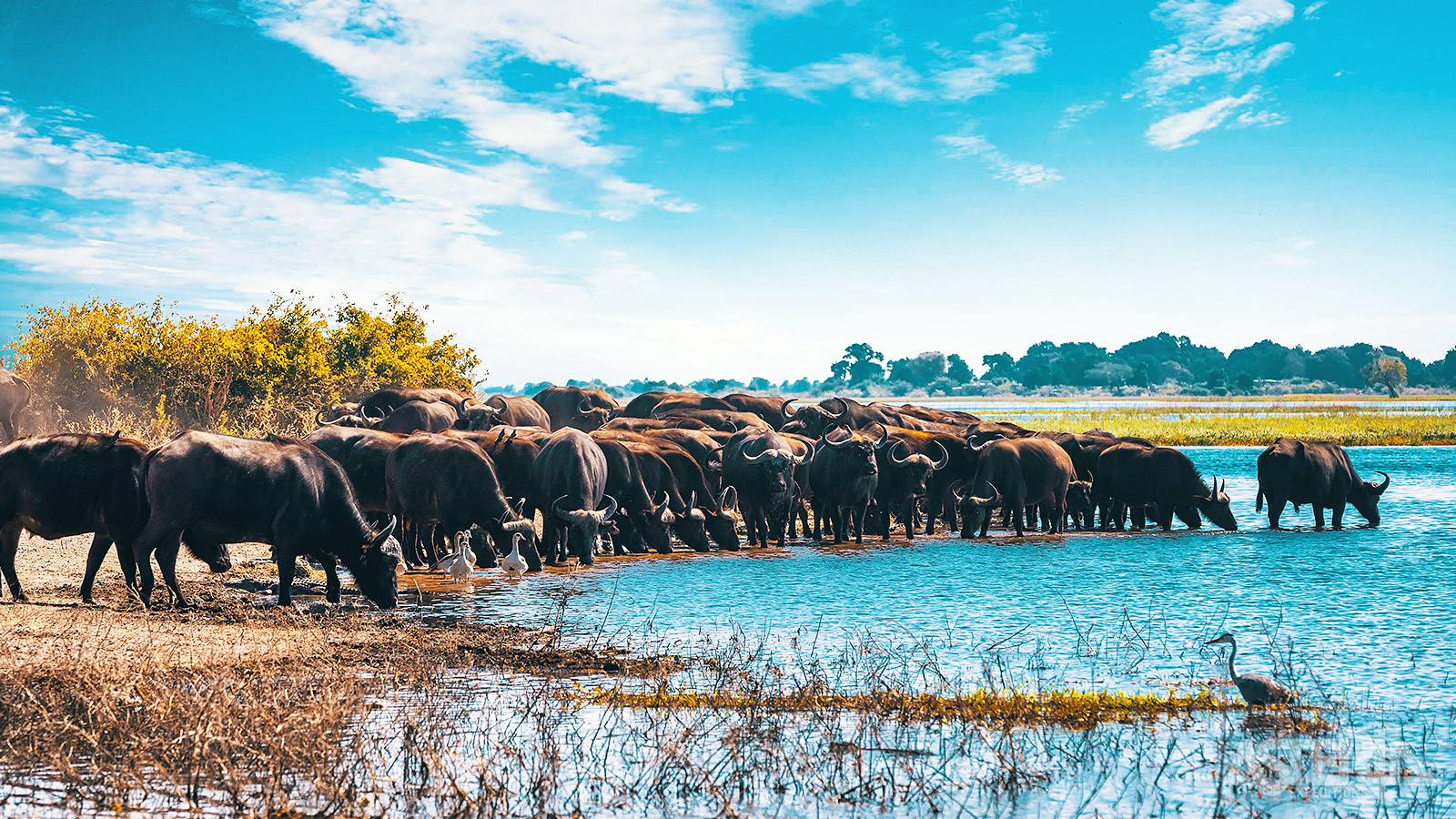 De Chobe rivier heeft een enorme aantrekkingskracht op het wildlife in de weide omgeving
