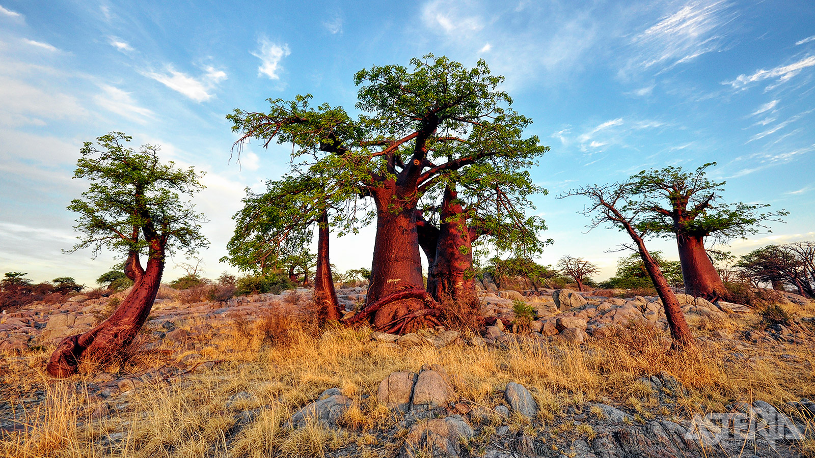 Aan de randen van de zoutpannen groeien grassen, acacia’s en af en toe een prachtige Baobab