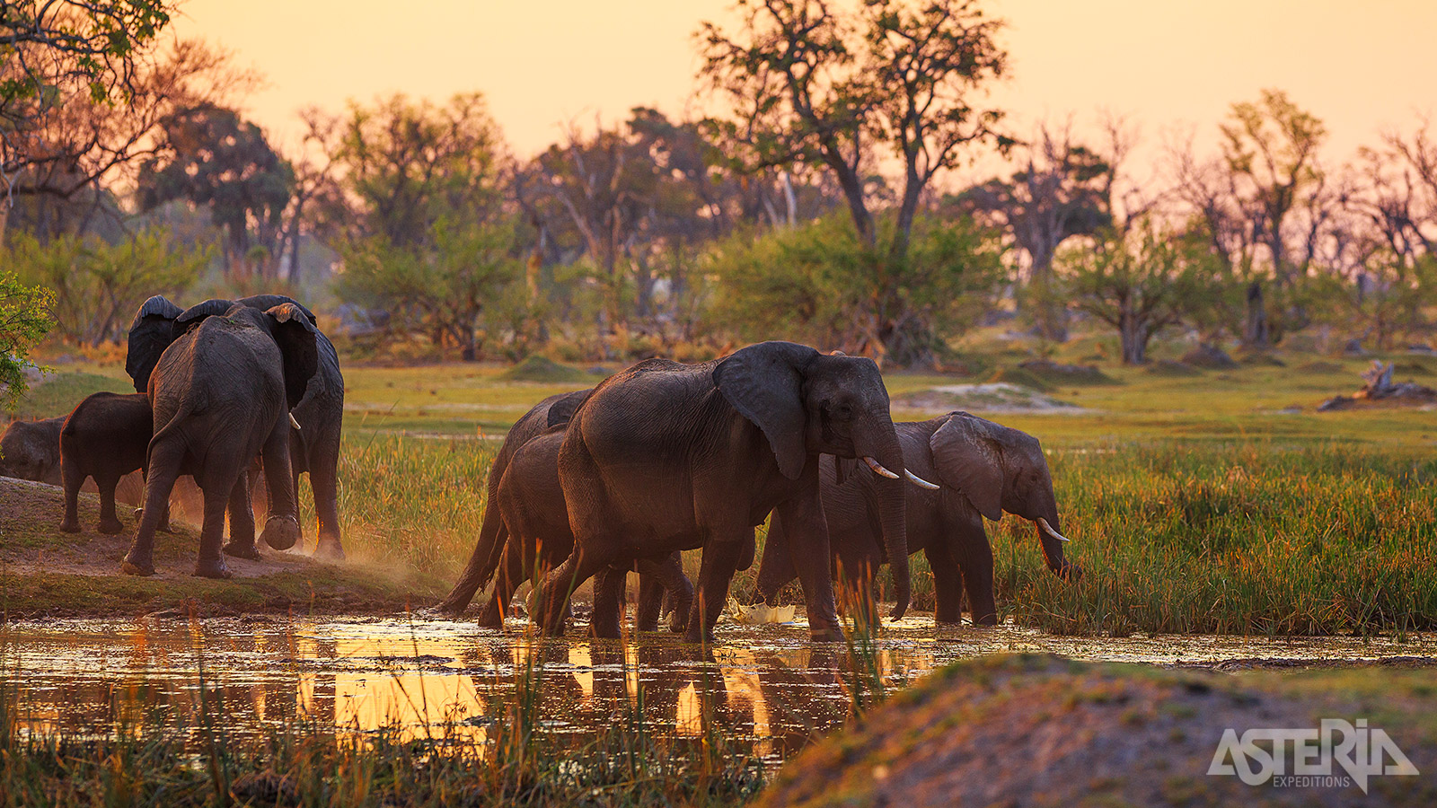Grote kuddes olifanten en buffels leven naast gnoes, zebra’s, impala’s en andere antilopensoorten in het Moremi Game Reserve