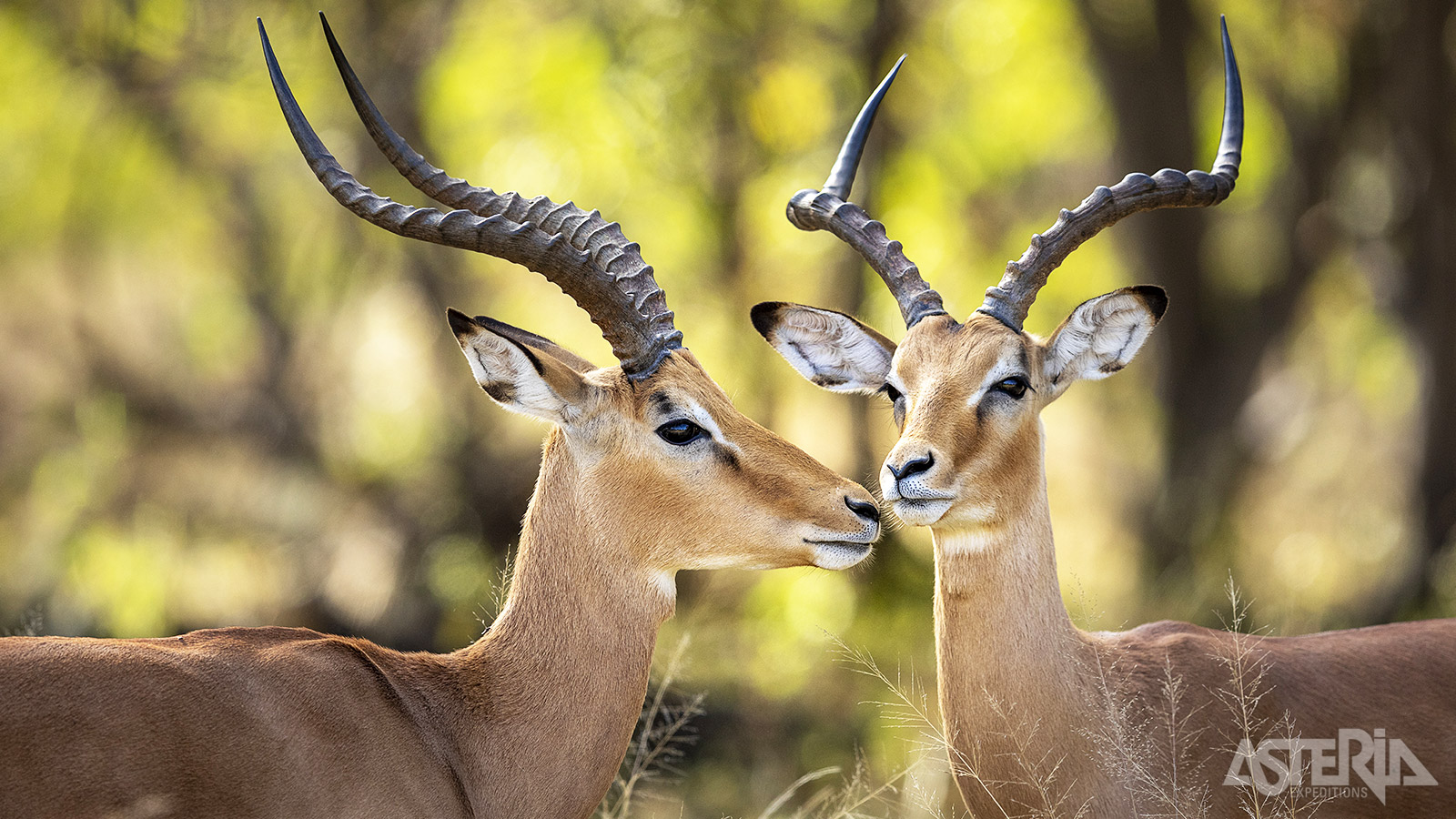 De Impala is een prachtige middelgrote antilope met perfecte zintuigen, in het bijzonder reuk & gehoor
