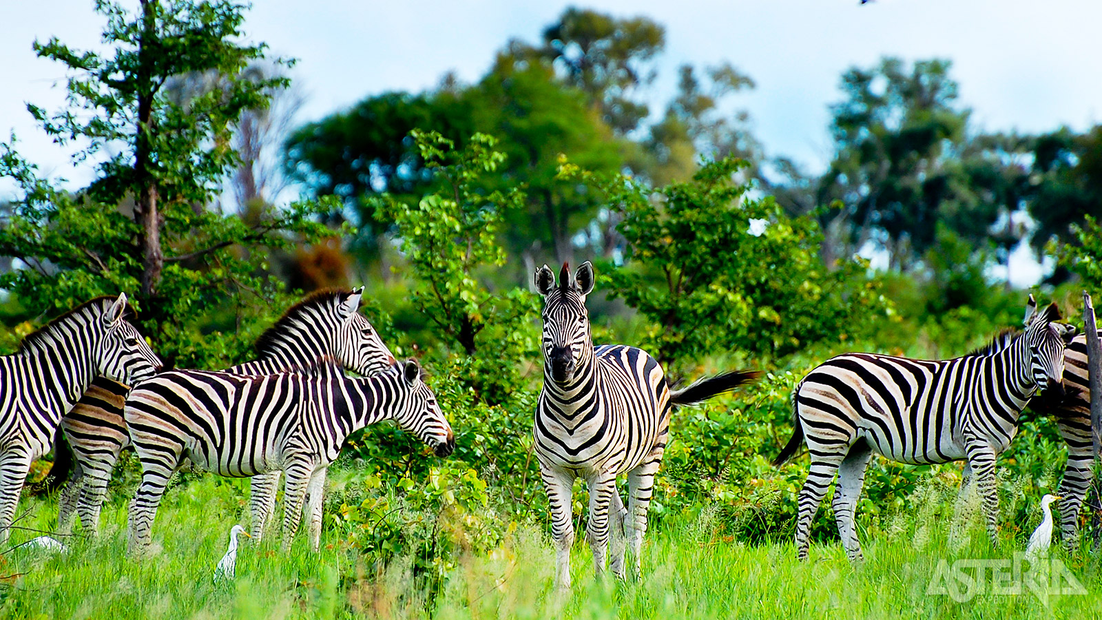 Geen gebied in Afrika is zo afwisselend en kent de wildaantallen die de Okavango Delta zo typeren