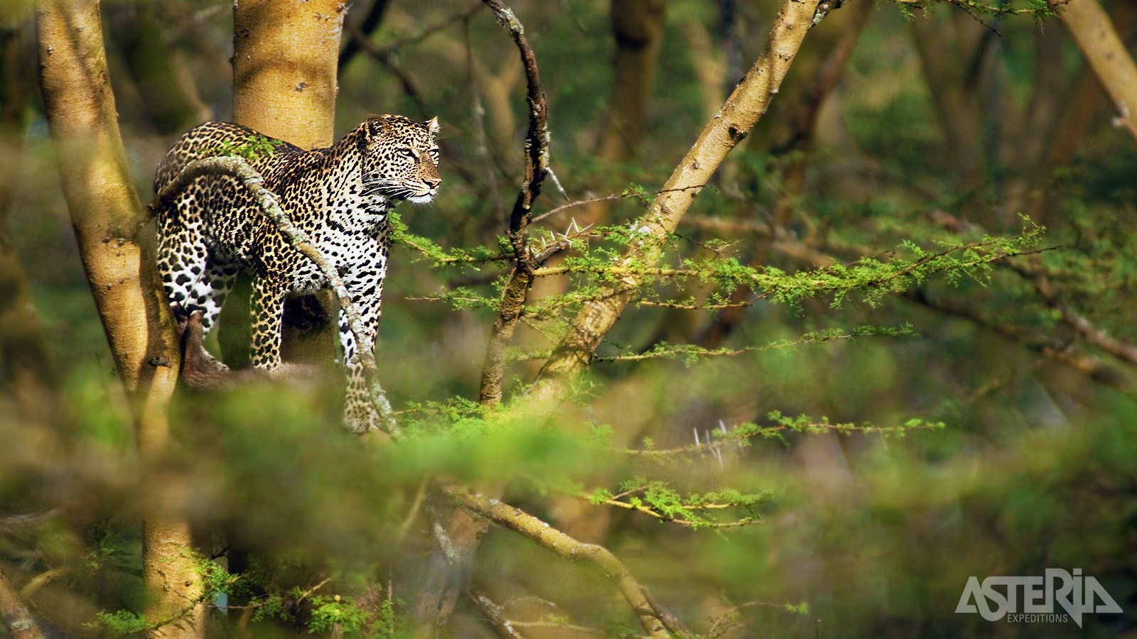 Cheetahs en luipaarden worden regelmatig gespot en ook wilde honden zijn goed vertegenwoordigd in de Okavango Delta