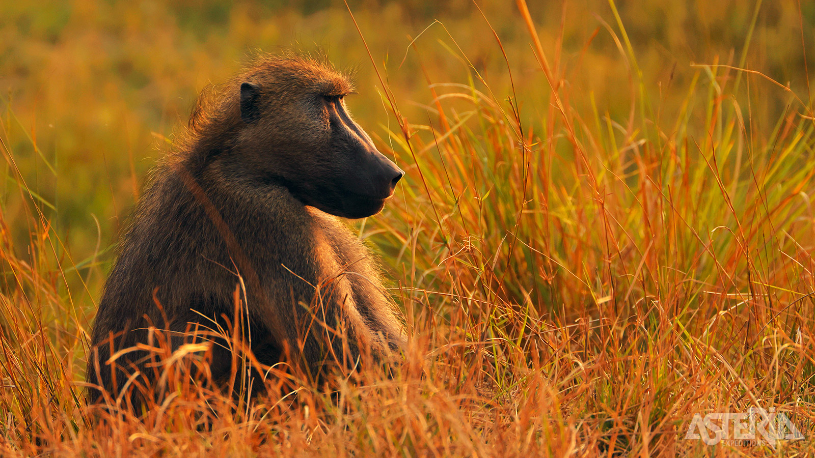 Chacmabavianen zijn vaak te zien in nationale parken zoals Chobe en de Okavango Delta
