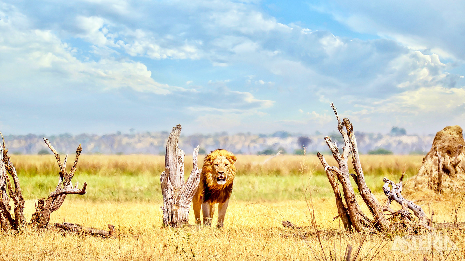 Afrikaans wild kan je het beste spotten aan het begin en einde van een dag