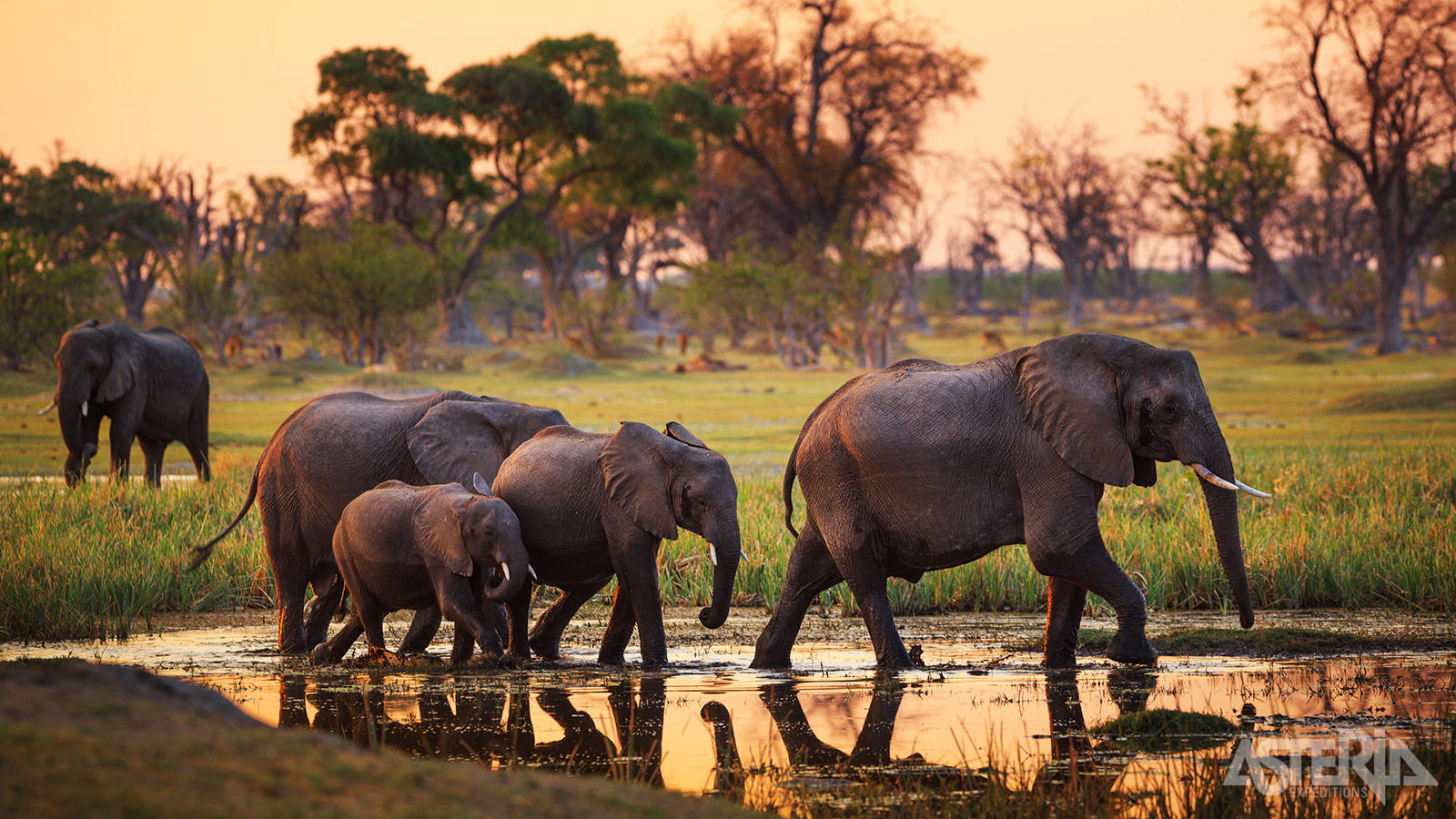 In de Okavango Delta vind je grote kuddes olifanten, soms van wel honderden dieren