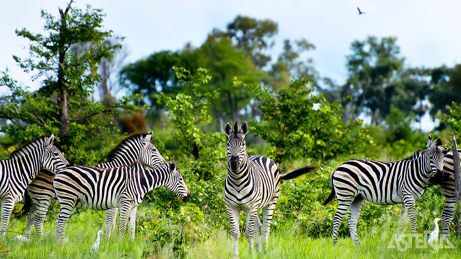 De gigantisch Okavango Delta kan gezien worden als één van de meest wildrijke gebieden van Afrika