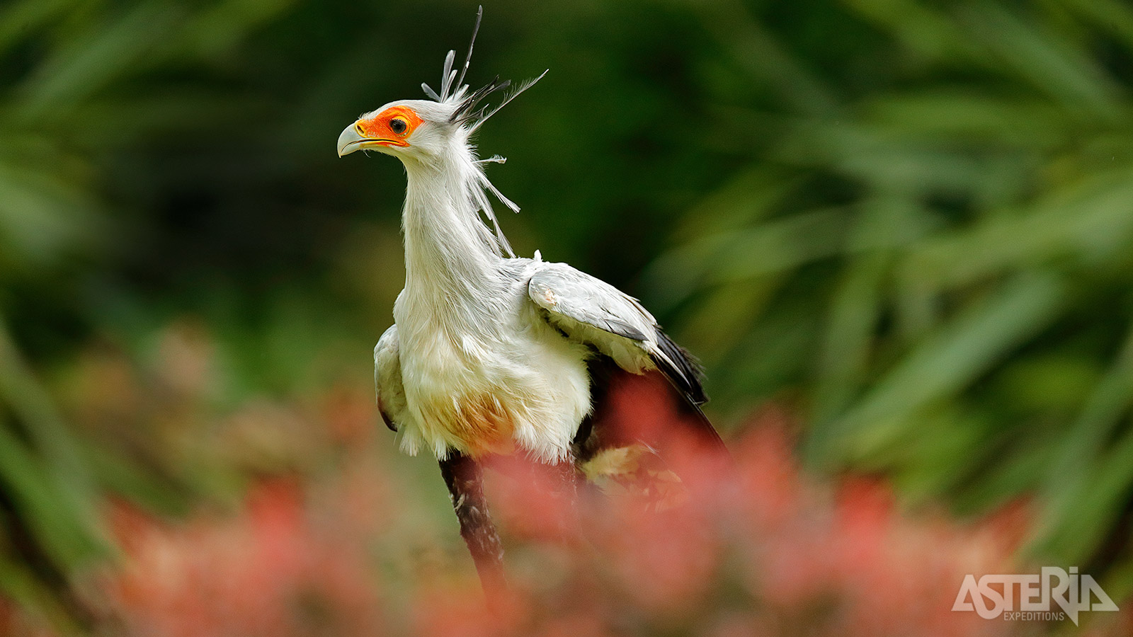 De Okavango Delta: bekend van spectaculaire natuurdocumentaires en een populaire bestemming onder fotografen