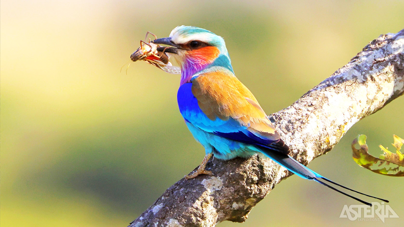 Botswana is een eldorado voor de vogelliefhebber, met meer dan 615 geregistreerde soorten