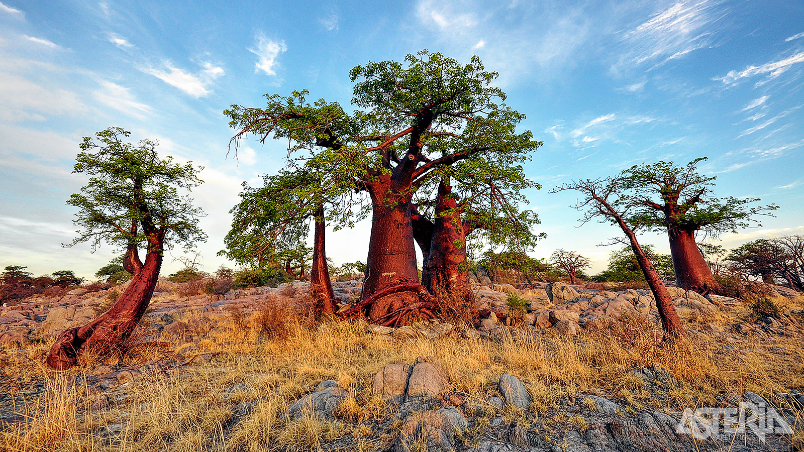 De baobabs van het Chobe Nationaal Park behoren tot de meest iconische bomen van Botswana
