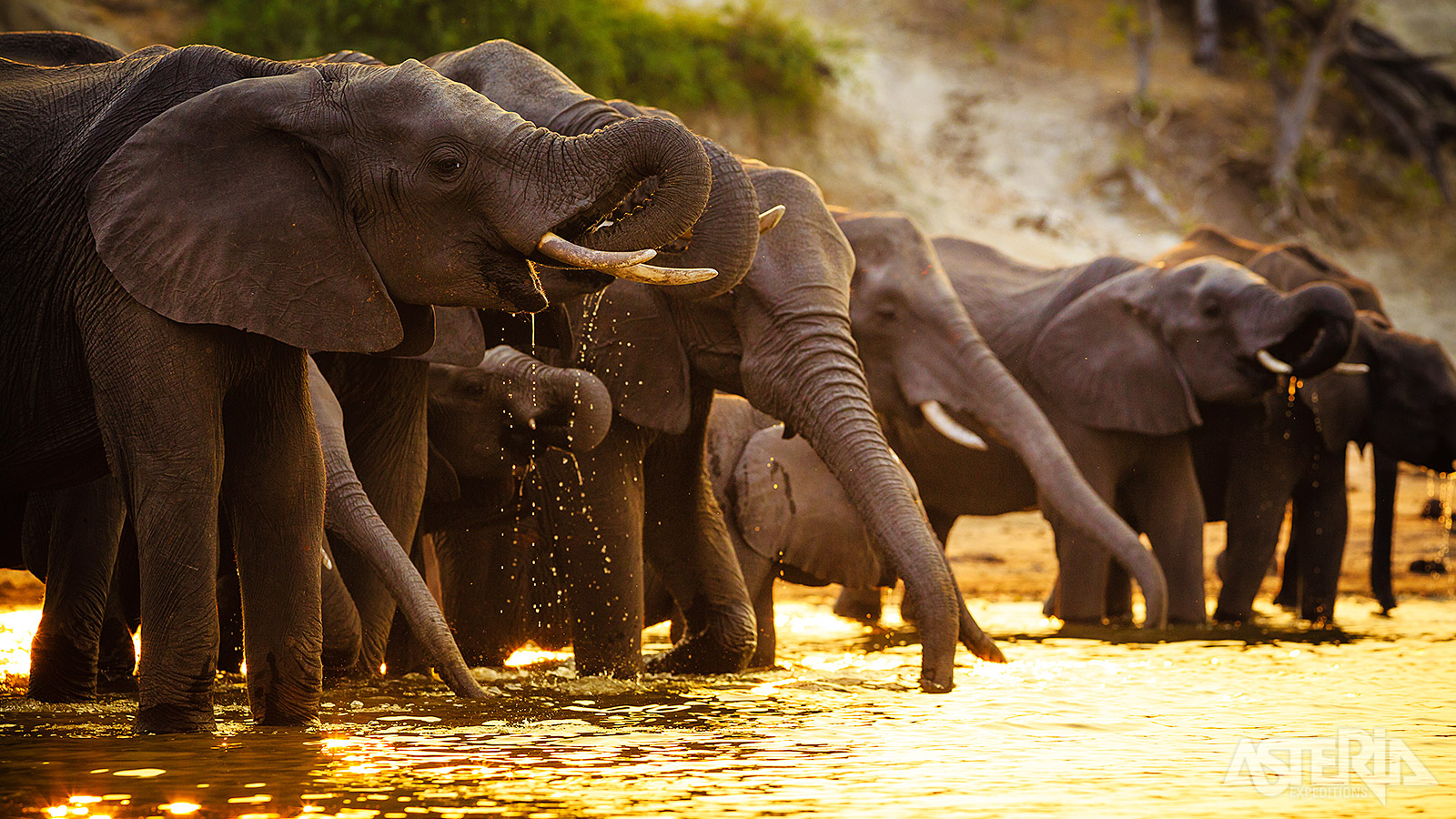 Chobe National Park alleen al telt meer olifanten dan geheel Zuid-Afrika