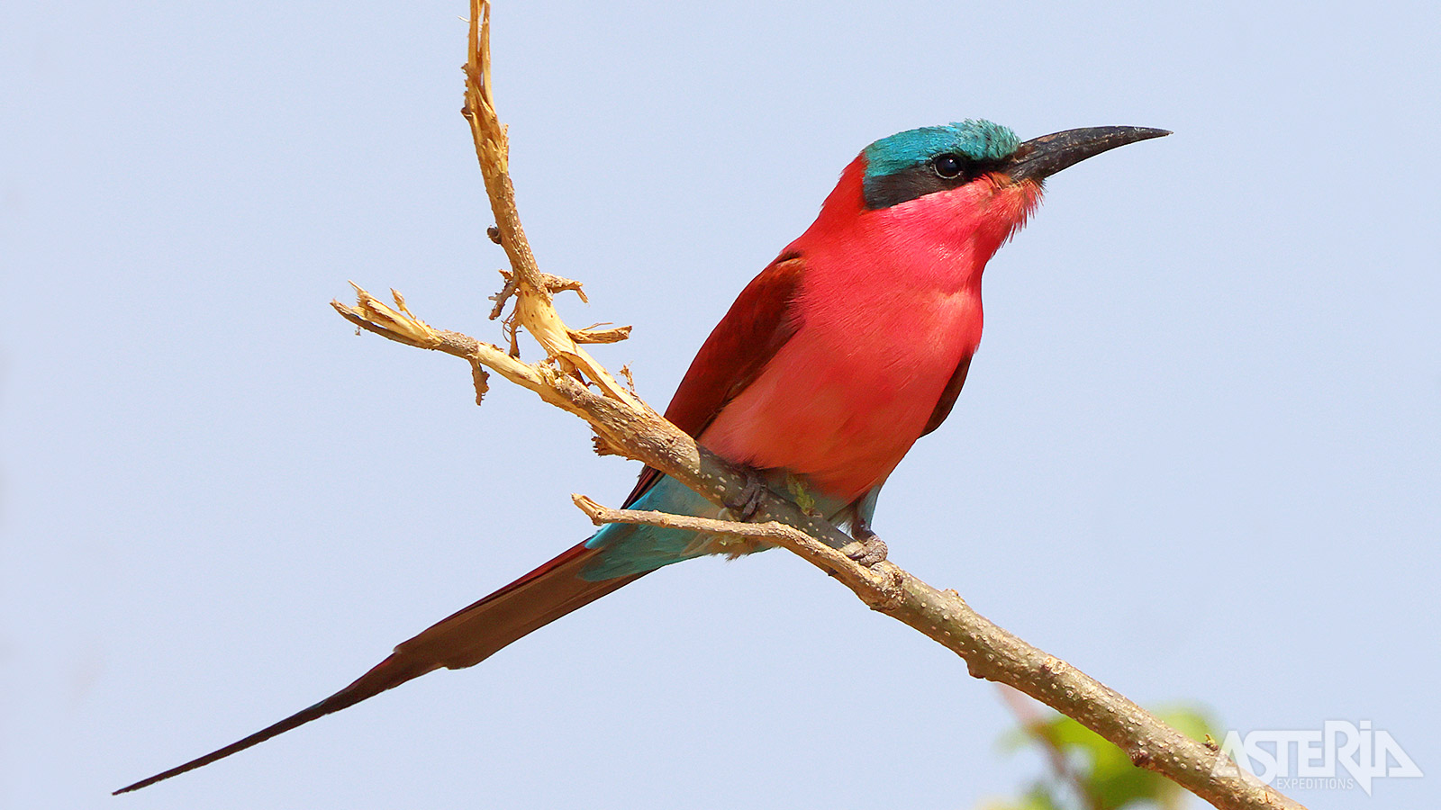 De karmijnrode bijeneter is ’’n van de meest spectaculaire vogels die je tijdens een safari kunt ontmoeten