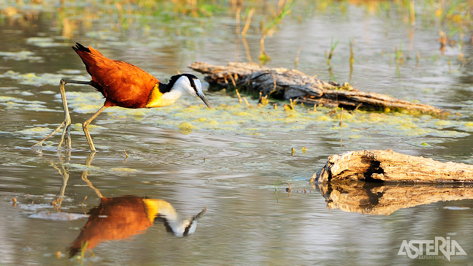 De Afrikaanse lelkie is een opvallende waadvogel die voorkomt in moerassen en lagunes van de Okavango Delta