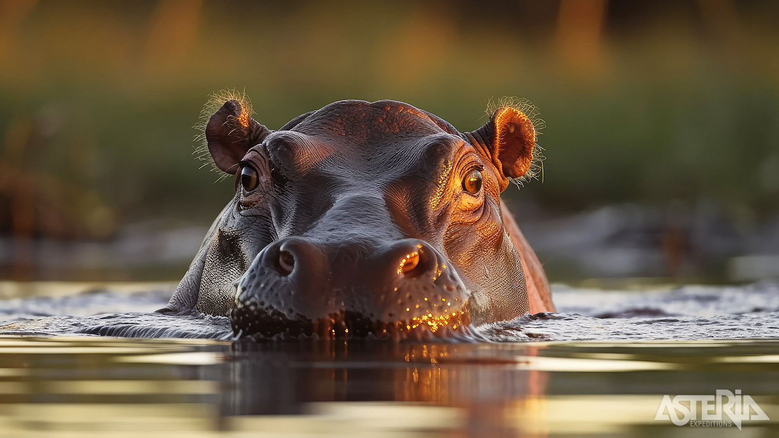 Hoewel nijlpaarden er vreedzaam uitzien, behoren ze tot de gevaarlijkste grote dieren van Afrika