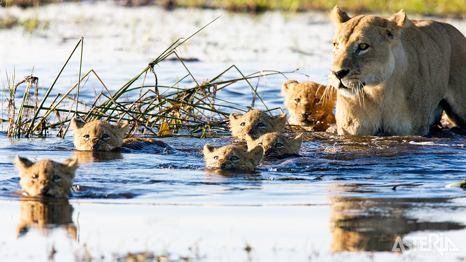 Een ontmoeting met een zwemmende leeuwin en haar pups behoort tot de meest memorabele safariwaarnemingen