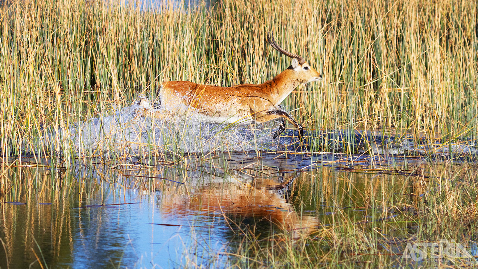 Aquatische Sitatunga antilopen hebben speciaal aangepaste hoeven zodat ze vlotter door moerassen kunnen lopen