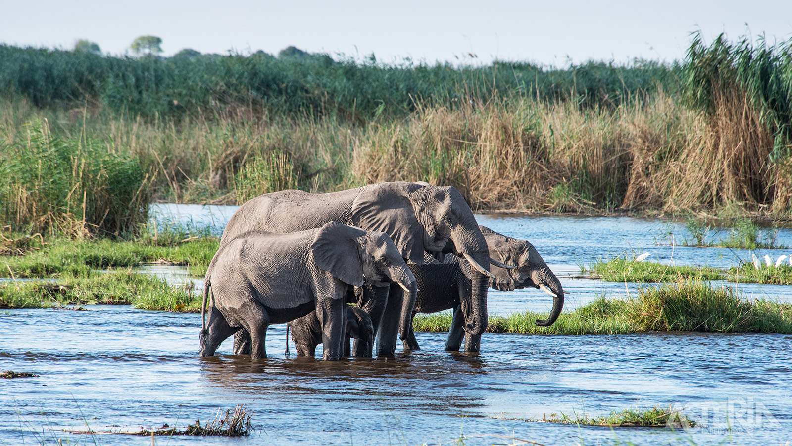 Chobe olifanten trekken rond in het gebied tussen de Chobe en Linyanti-rivier