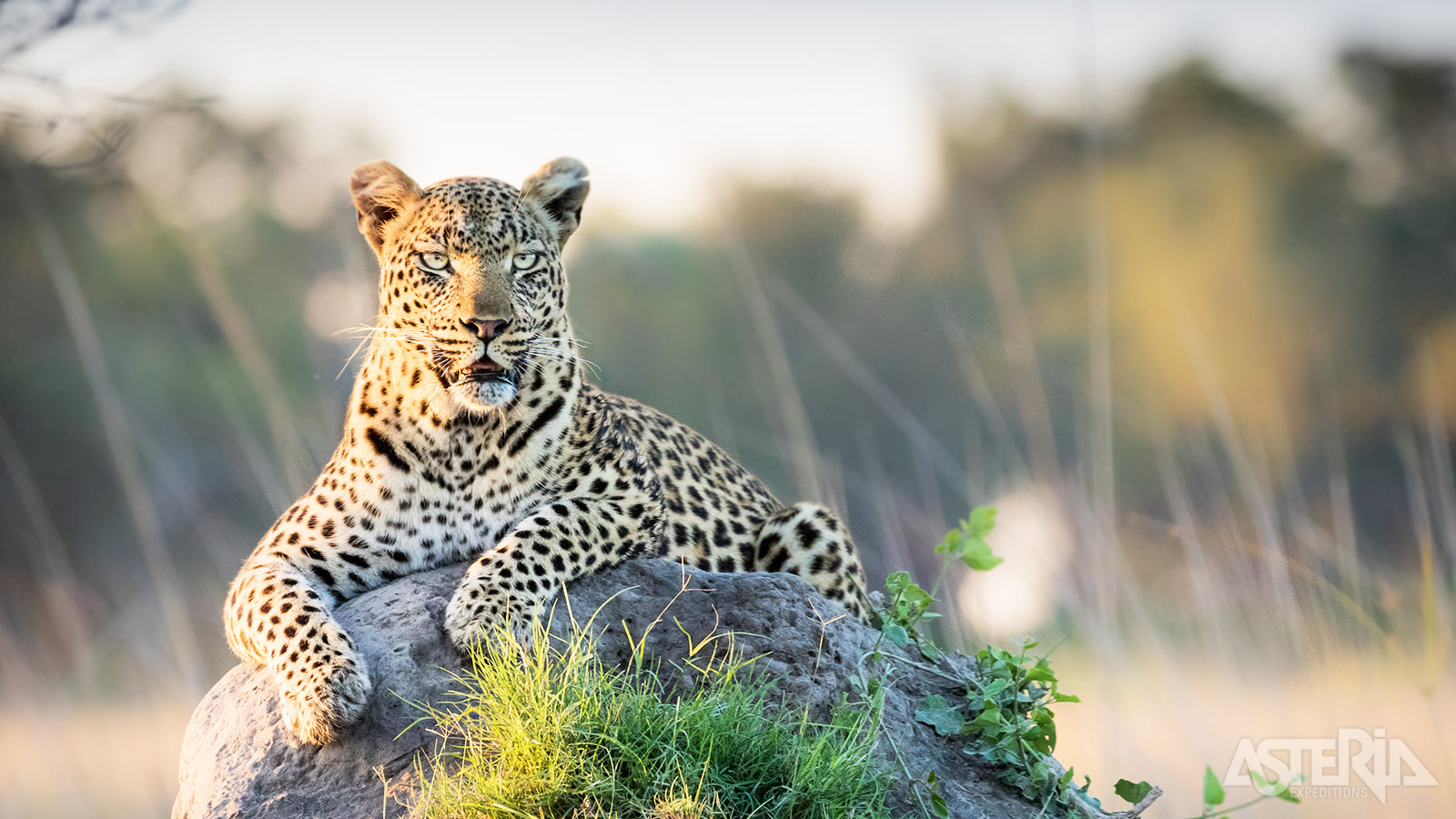Dit is het gebied met the best game viewing of Botswana