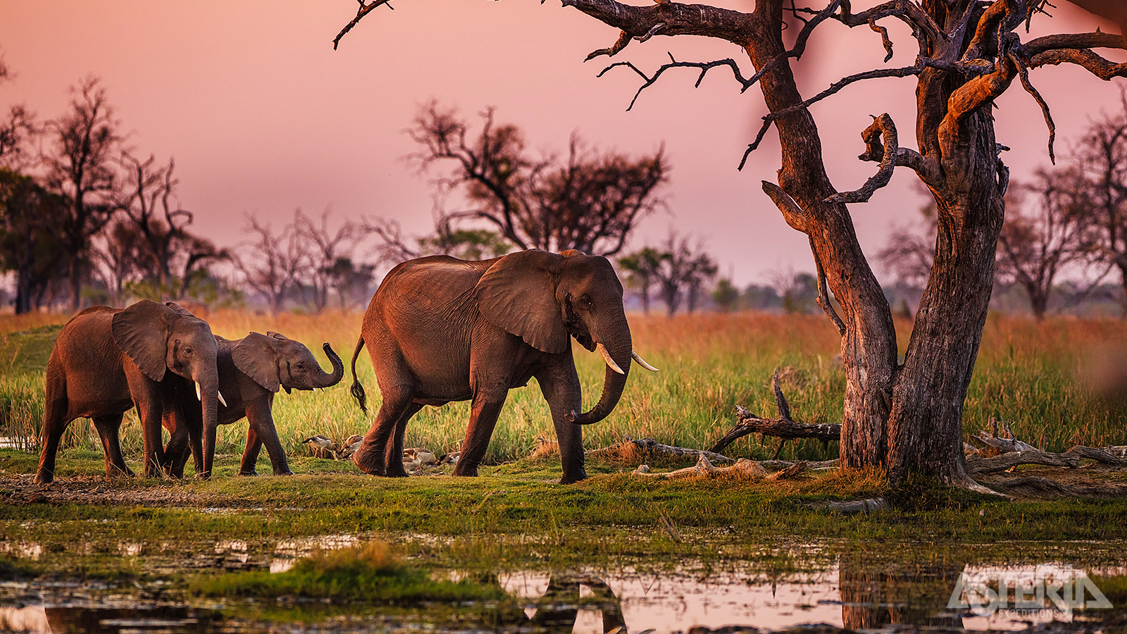 De uitgestrekte, ongetemde wildernis van Botswana is de perfecte locatie voor wie op zoek zijn naar een uniek Afrikaans avontuur