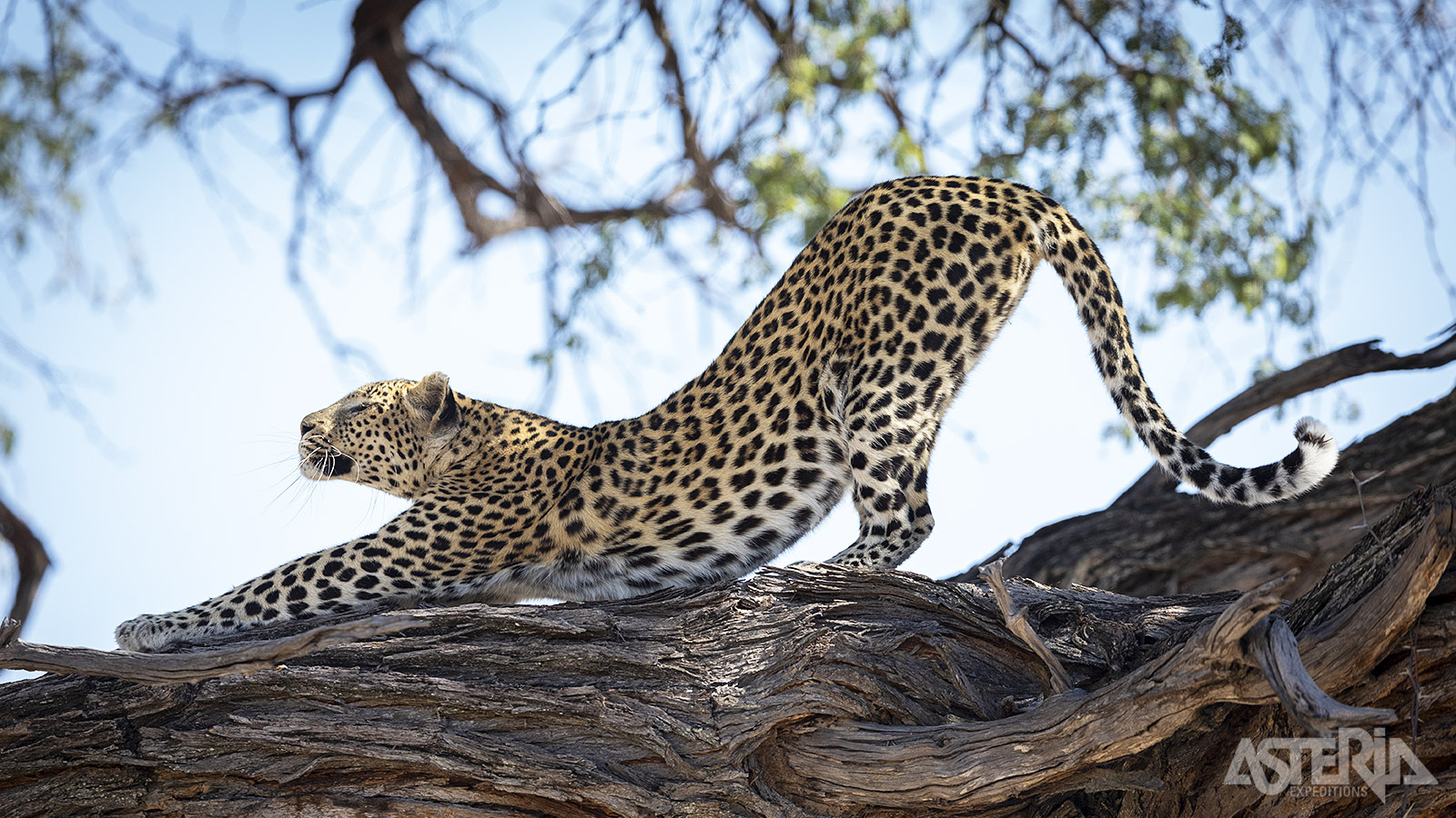 Naast de meer voorkomende olifanten, leeuwen en giraffen komen net bijzondere zoogdieren in grotere aantallen voor in de Okavango Delta