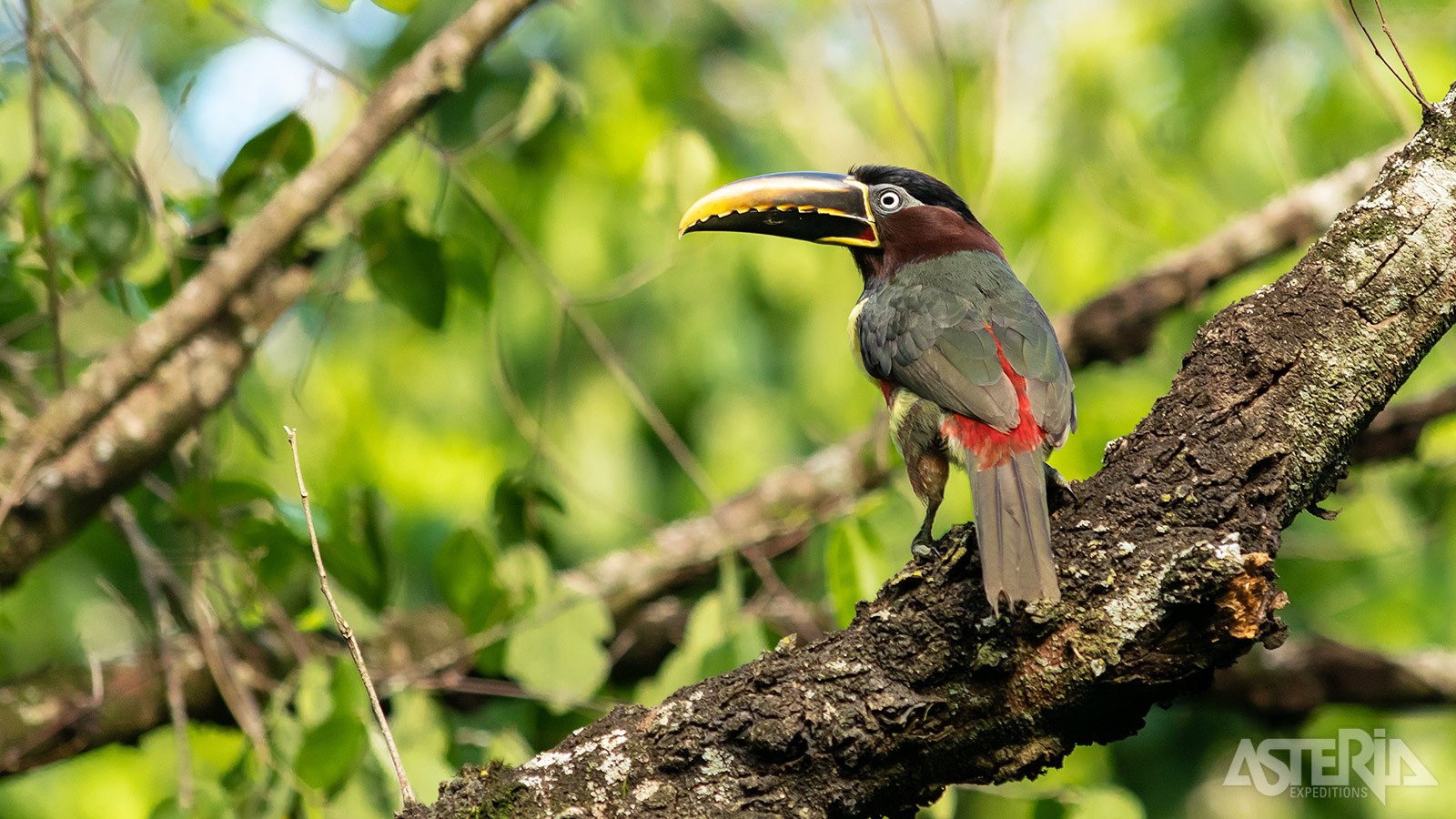 Het Iguazú Nationaal Park herbergt een rijke biodiversiteit met jaguars, capibara’s, apen en diverse vogelsoorten