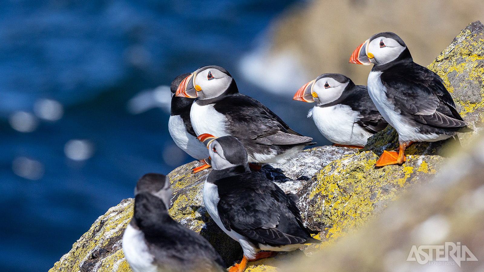 De Faeröer zijn een paradijs voor vogelaars dankzij hun geïsoleerde ligging en grote aantallen zeevogels