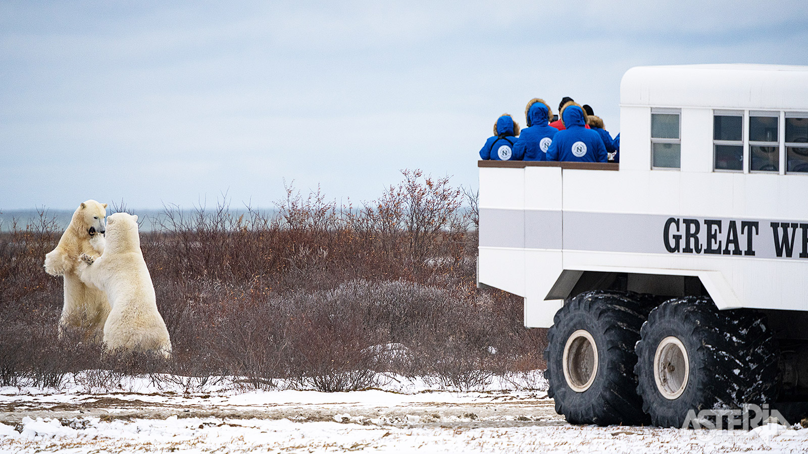 Op maat gemaakte Polar Rovers zijn een veilige manier om de ijsberen in hun natuurlijke habitat te observeren