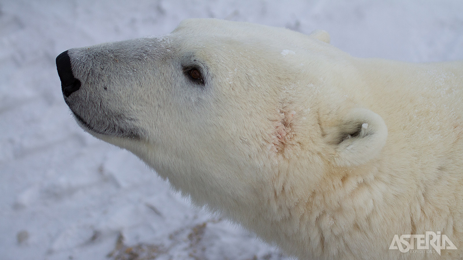 De ijsberen komen hier jaarlijks samen terwijl ze wachten tot de Hudson Bay bevriest en ze kunnen jagen