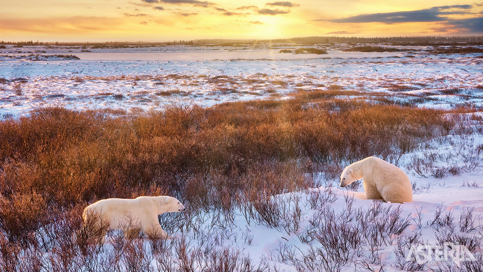 Volgens onderzoekers is Churchill één van de beste plaatsen op aarde om ijsdieren te observeren