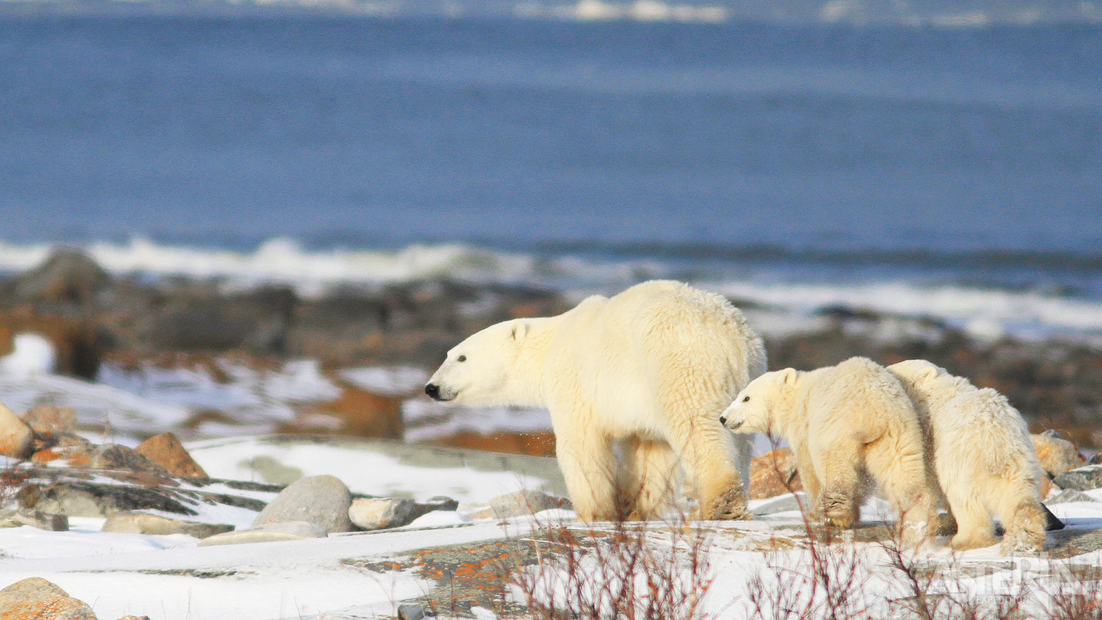 Volgens wetenschappers is Churchill n van de beste plaatsen op aarde om ijsdieren te observeren