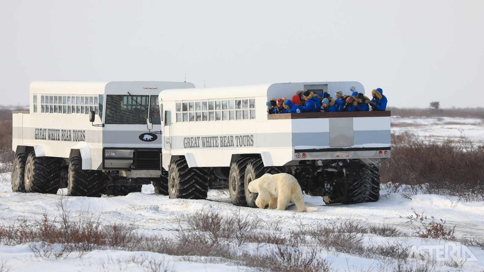 Op maat gemaakte Polar Rovers zijn een veilige optie om tijd door te brengen tussen de beren