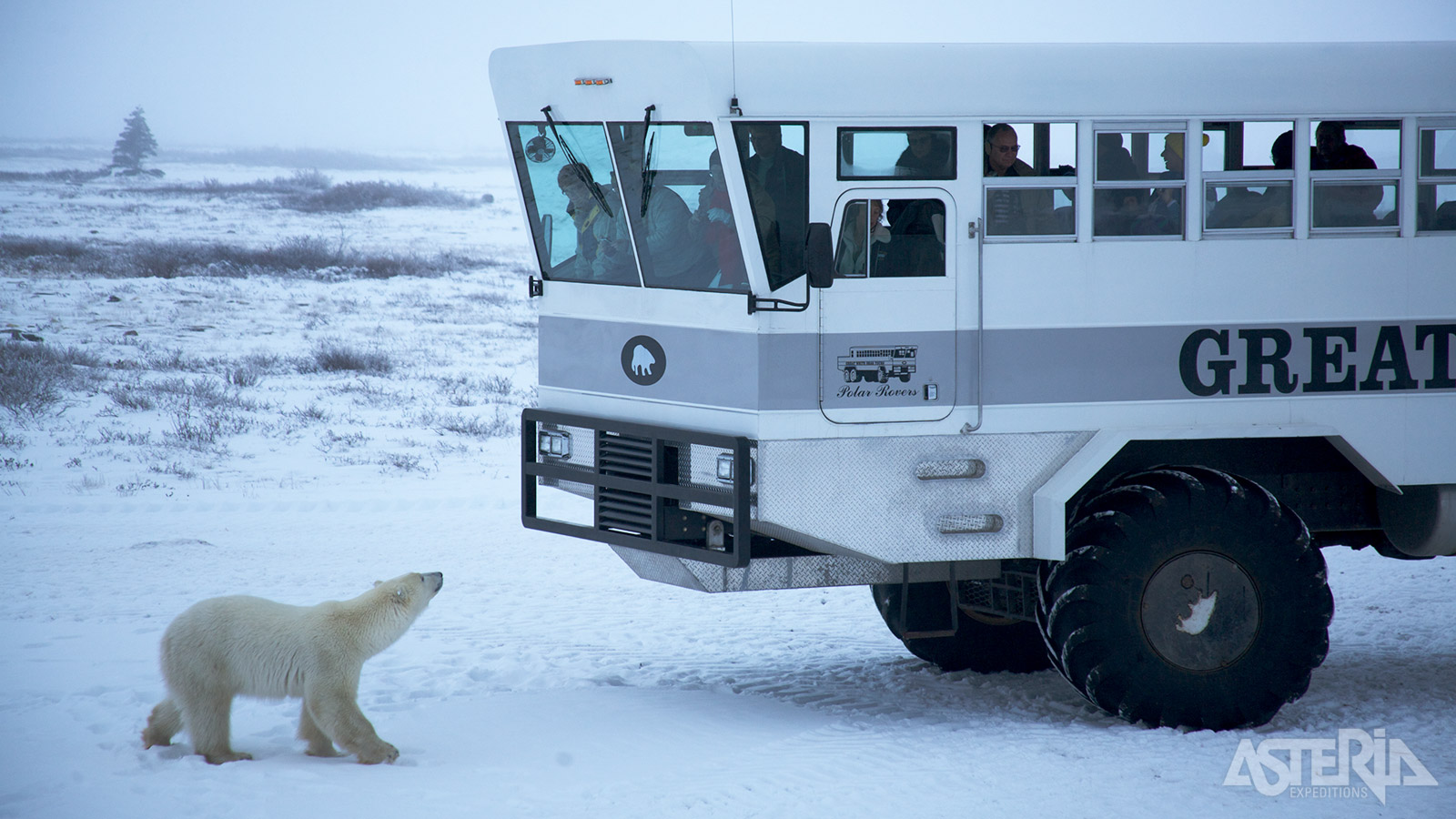 Aan boord van een Polar Rover worden de beren benadert onder begeleiding van de gids