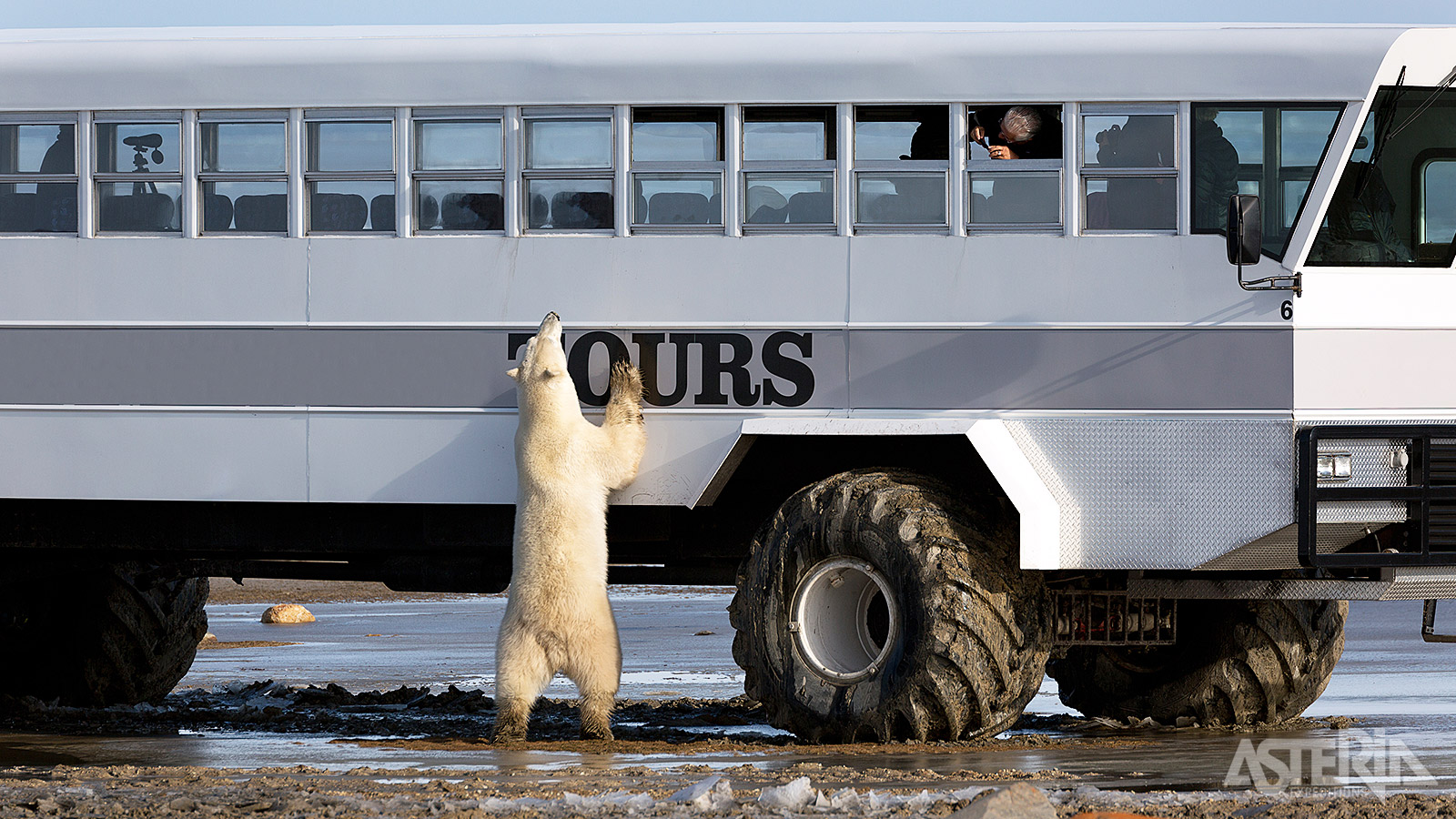 De kleine afstand tussen de dieren en de Polar Rovers zorgen voor unieke fotomomenten