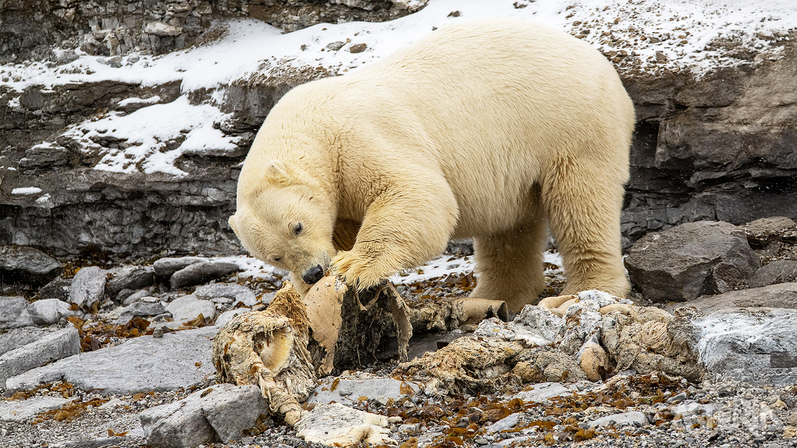Oog in oog met de koning van het Hoge Noorden