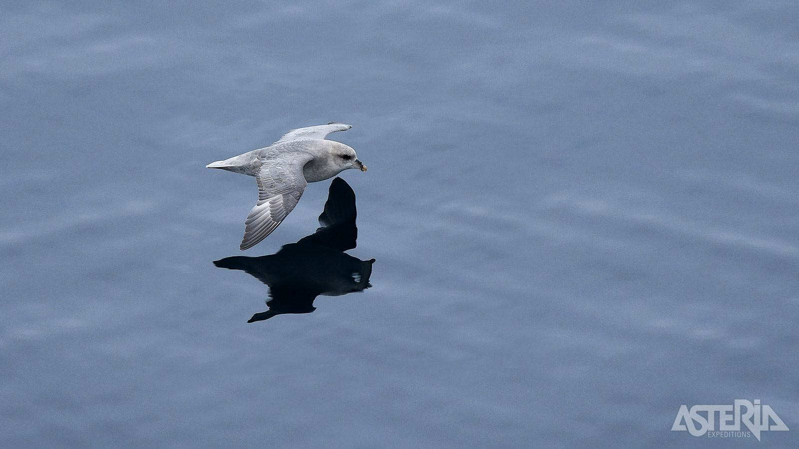 Een ideale expeditiereis voor vogelaars en natuurfotografen