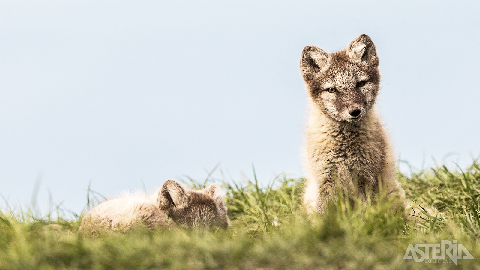 De poolvos eet voornamelijk vogels, eieren, bessen, maar soms ook kadavers van robben of walvisachtigen achtergelaten door ijsberen