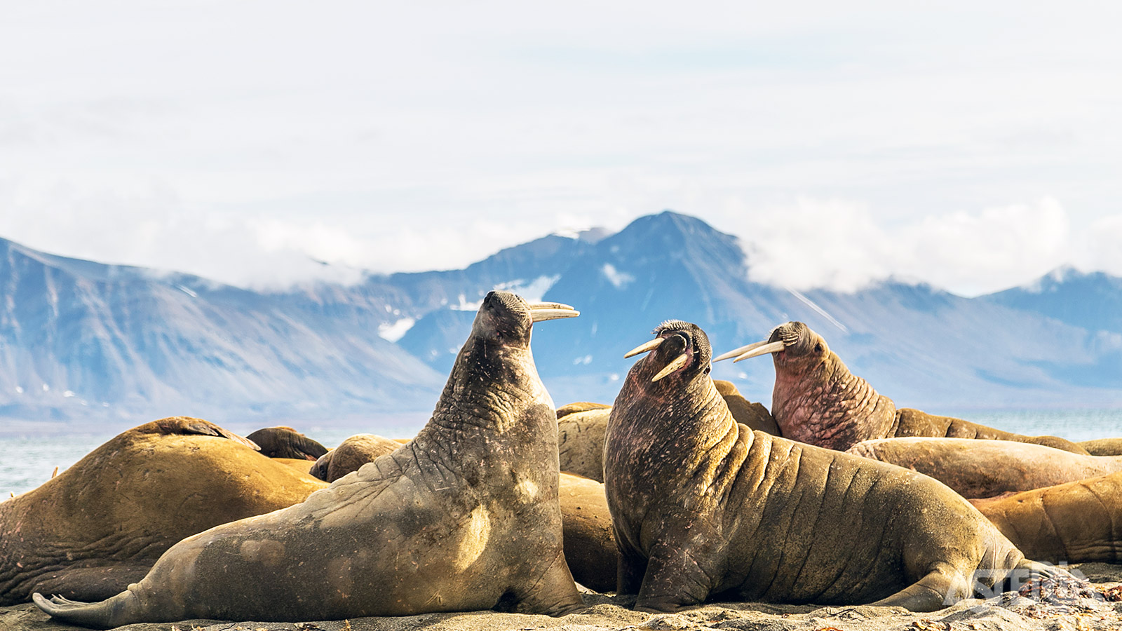 Walrussen leven in kuddes van tientallen dieren op ijsschotsen en aan land