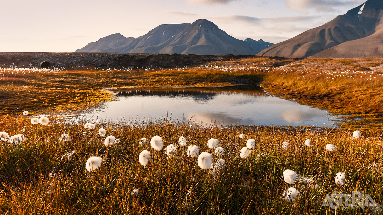 Wollegras is een opvallende plant met witte pluizen die groeit in koude gebieden zoals Spitsbergen