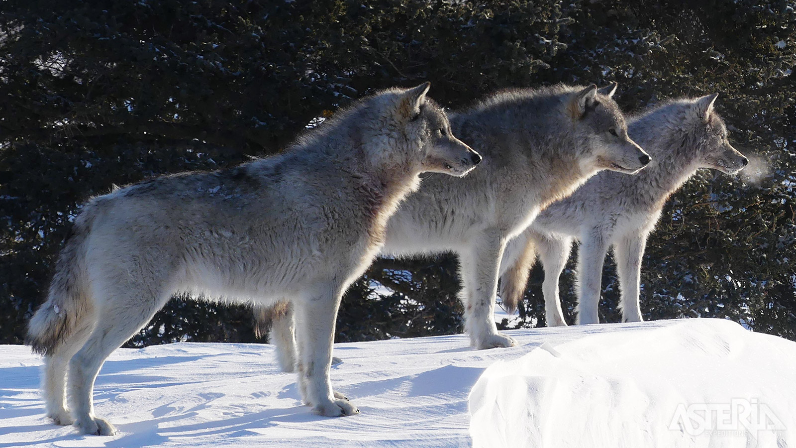 De buffelwolf (Canis lupus nubilus) is een Noord-Amerikaanse ondersoort van de wolf