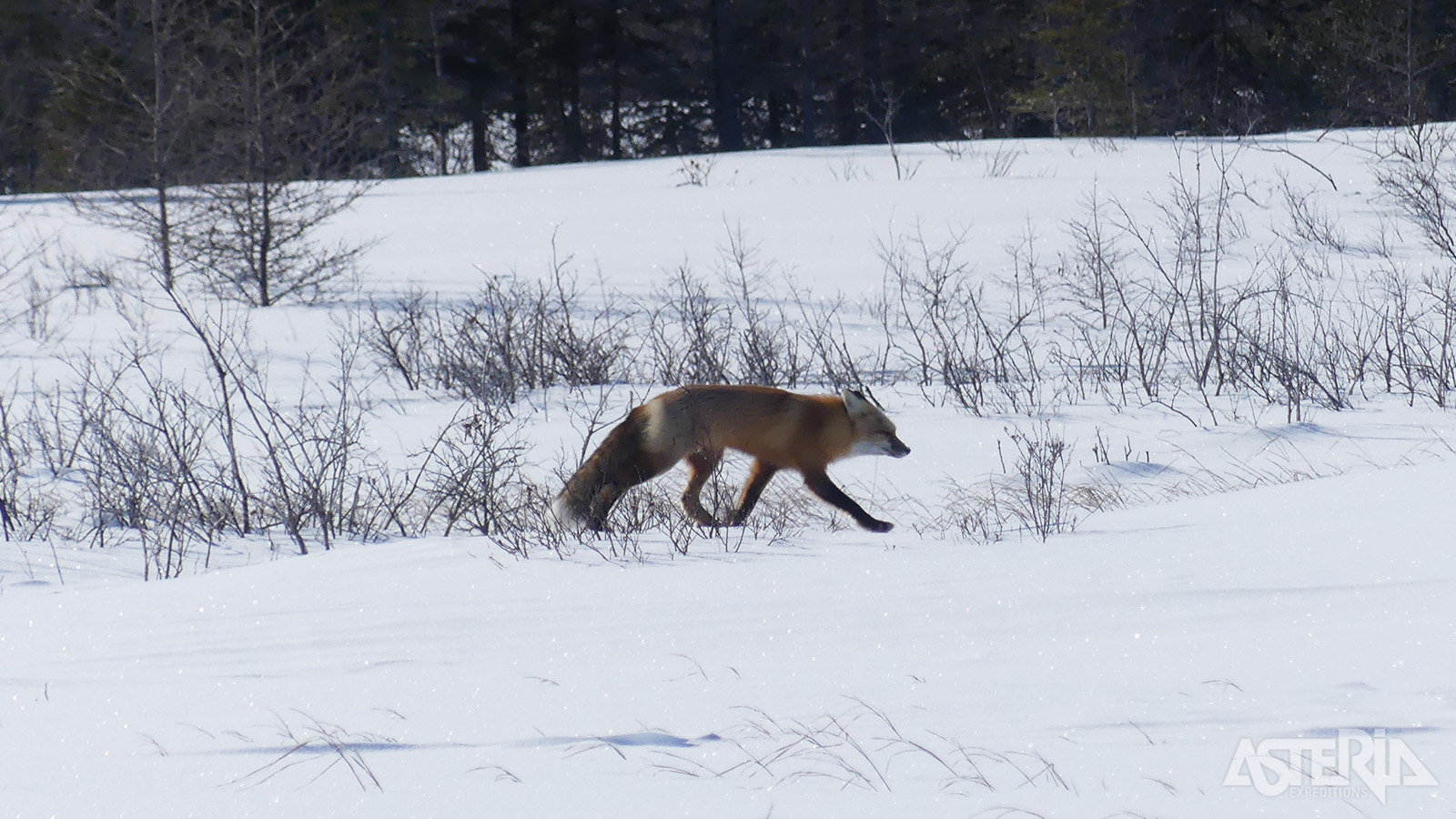 De Canadese vos, verre neef van de wolf