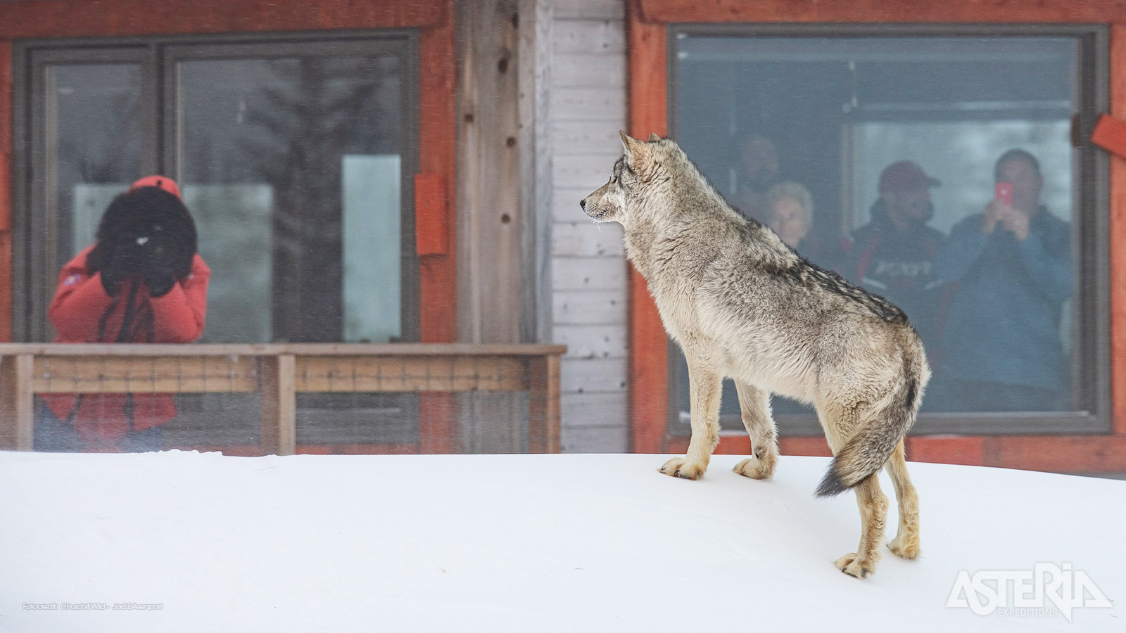Sommige van de beste wildobservaties gebeuren vanuit de lodge