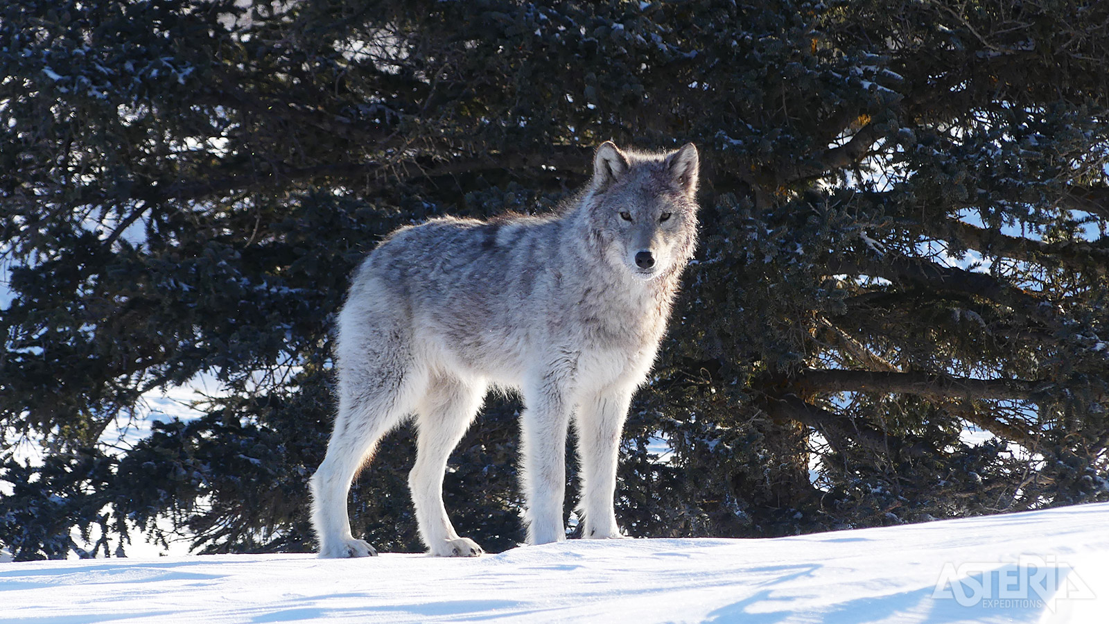 Oog in oog met een wilde wolf, een bijzondere ervaring