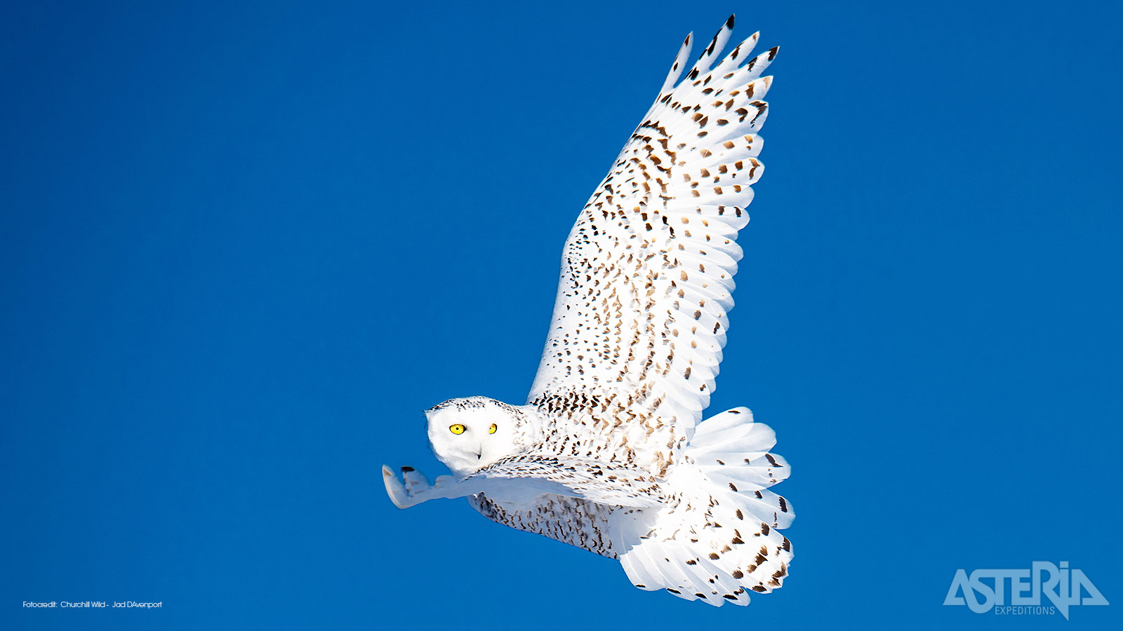 Sneeuwuilen zijn één van de weinige vogels die het jaar rond in het Arctische gebieden kunnen leven
