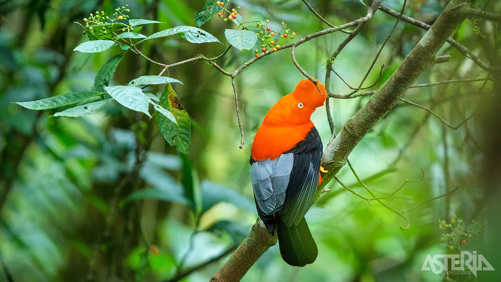 Met zijn feloranje verenkleed en opvallende kuif behoort de Andesrotshaan tot de meest iconische vogelsoorten van Colombia