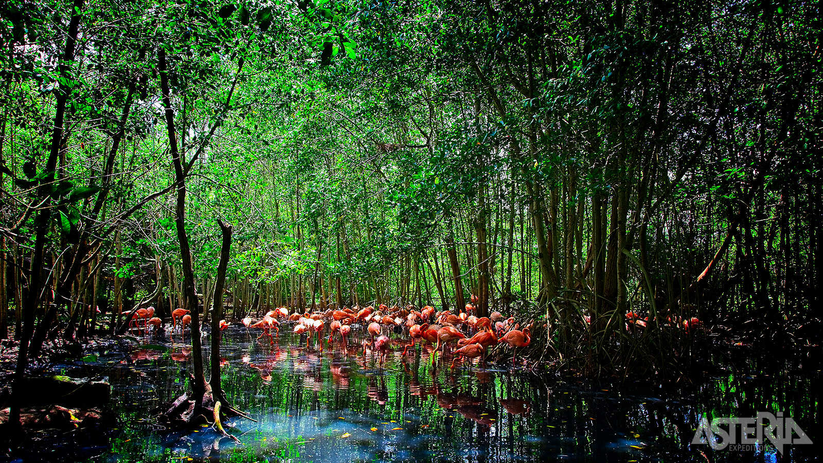 Tussen de mangrovebossen van het eiland Barú beleef je een korte ontsnapping aan het stadsritme